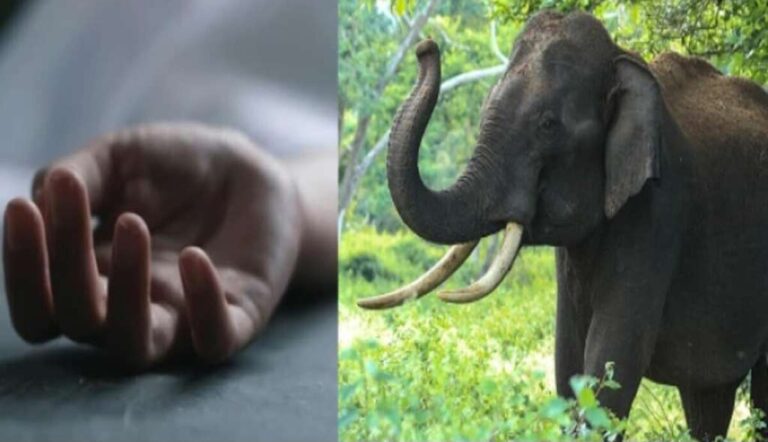 elephant_attack_killed_one_brother__1705934396_1729162722609