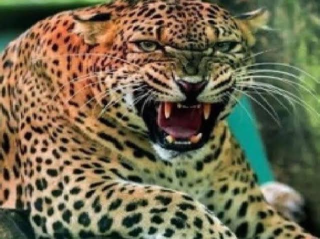 images (6)