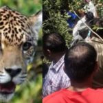 leopard-attacks-and-kills-women-in-chinyalisaur-1-768x432.jpg-1