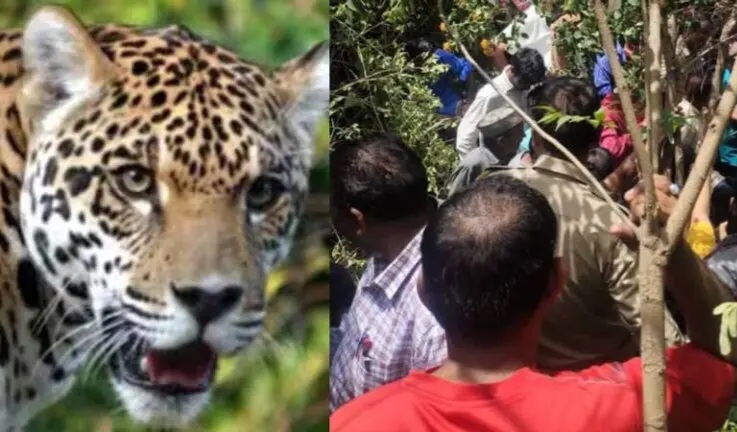 leopard-attacks-and-kills-women-in-chinyalisaur-1-768x432.jpg-1