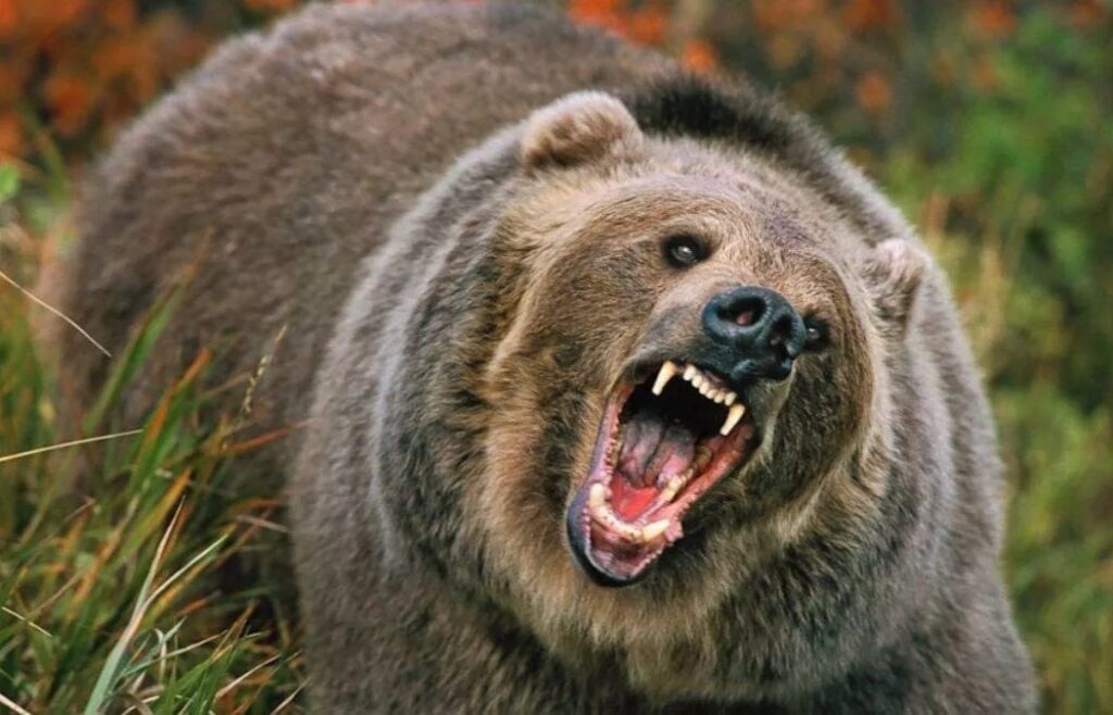 16_08_2023-30_11_2022-bear_23237070_23502911