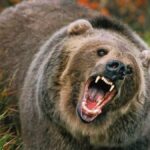 16_08_2023-30_11_2022-bear_23237070_23502911