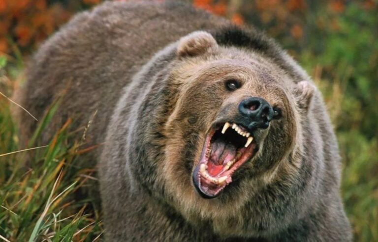 16_08_2023-30_11_2022-bear_23237070_23502911
