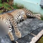 CREATOR: gd-jpeg v1.0 (using IJG JPEG v62), quality = 82?