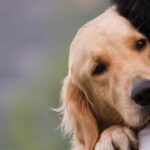 woman_was_slammed_by_social_media_users_as_she_named_her_pet_dog_1648134342