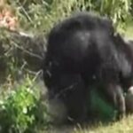 bear-55c96fb96e239_exl