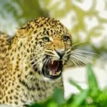Leopard-News-1775150789974_m
