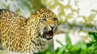 Leopard-News-1775150789974_m
