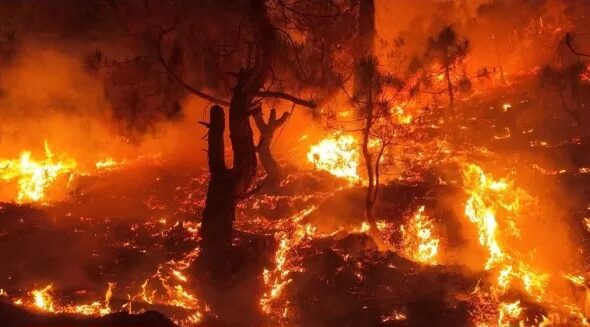 02_05_2024-forest_fire_12345_23709208_259626_m