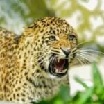 Leopard-News-1778866176933_m