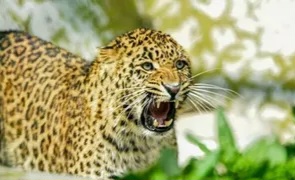 Leopard-News-1778866176933_m