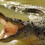 crocodile-killed-child-in-roorkee-1777630207405