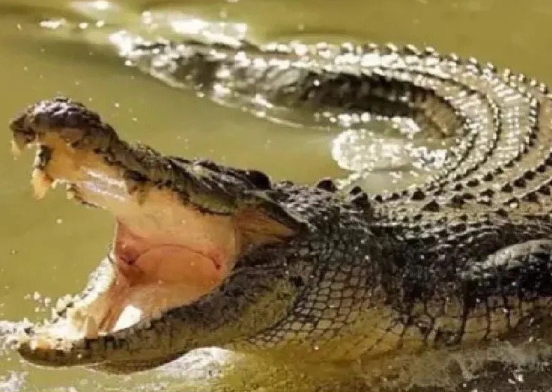 crocodile-killed-child-in-roorkee-1777630207405