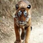 tiger-attack