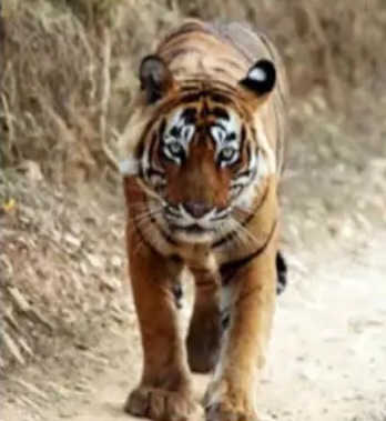 tiger-attack