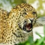 Leopard-Attack-1763640886900_m