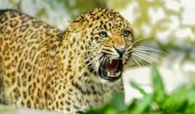 Leopard-Attack-1763640886900_m