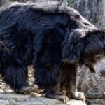 bear-attack-woman_1500813974