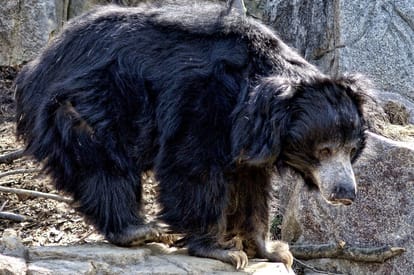 bear-attack-woman_1500813974